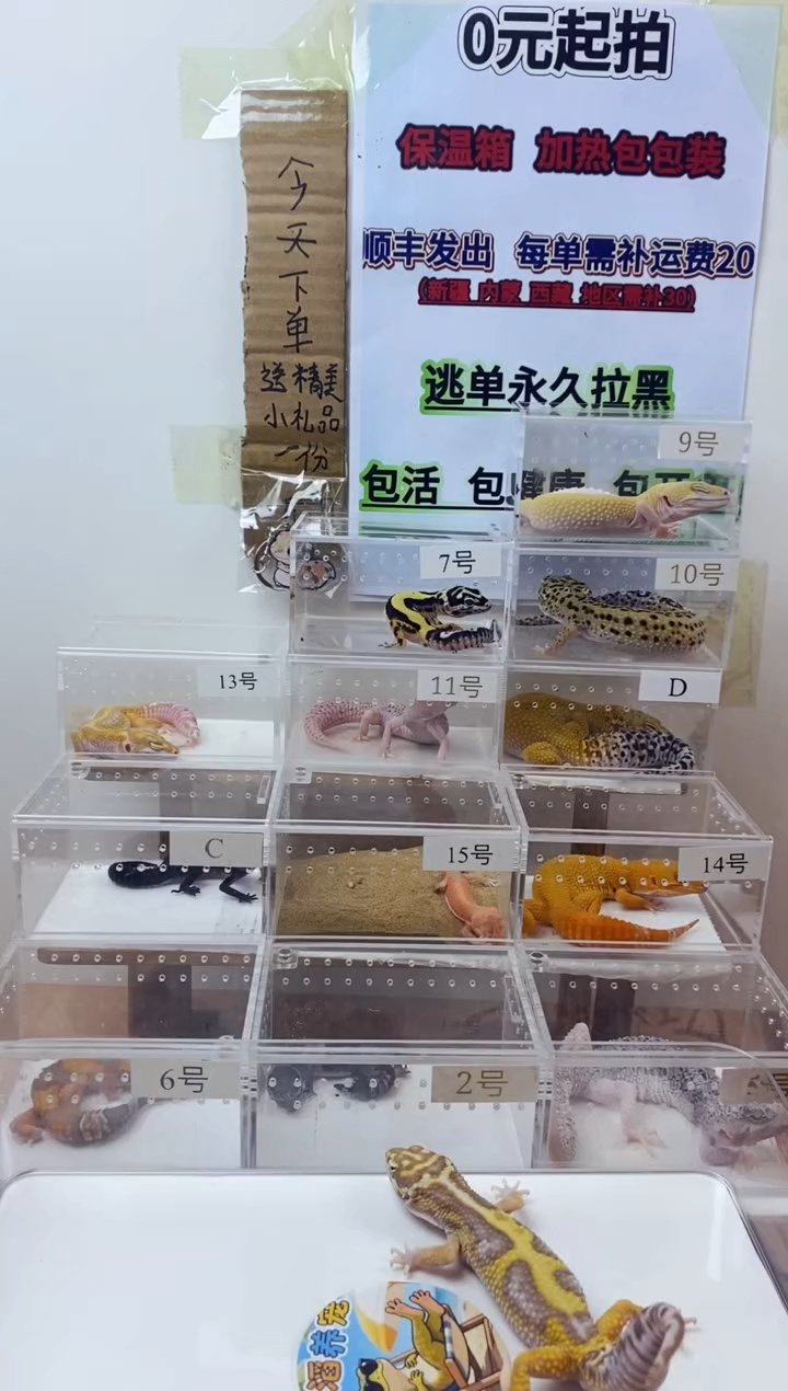 豹纹守宫豹纹守宫幼苗亚成体成体