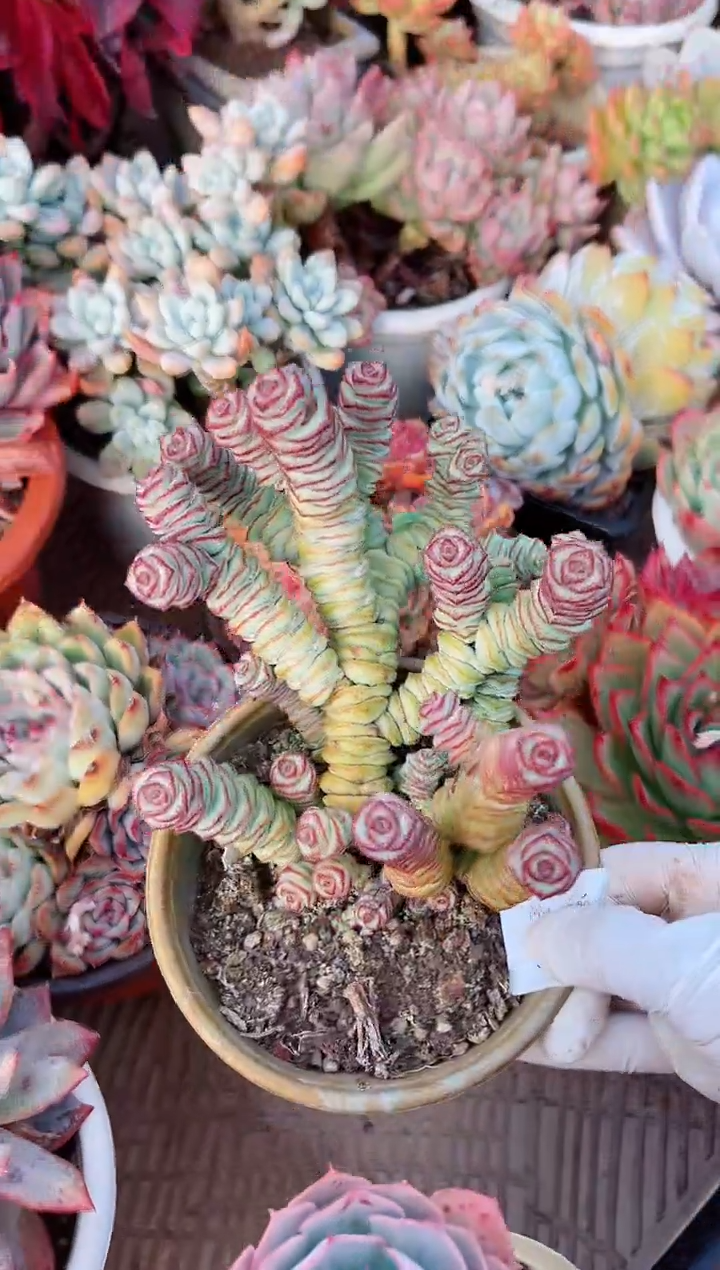 【闪购商品】06164