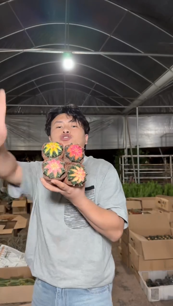 4颗 米哈牡丹锦【实生根】4-6cm