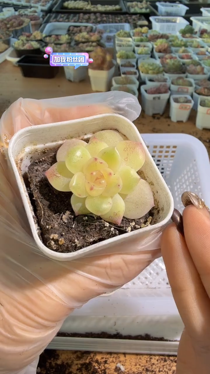 T803 五方一盆 量拍混发