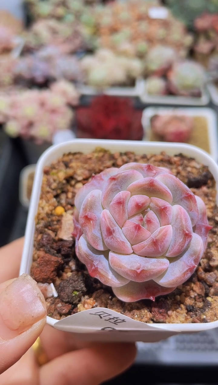 【闪购商品】962紫皇琥珀