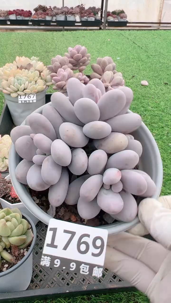 【闪购商品】信福多肉一物一拍