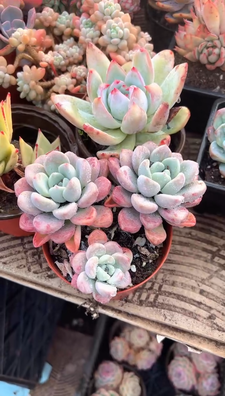 阜****姐多肉植物一物一拍10320