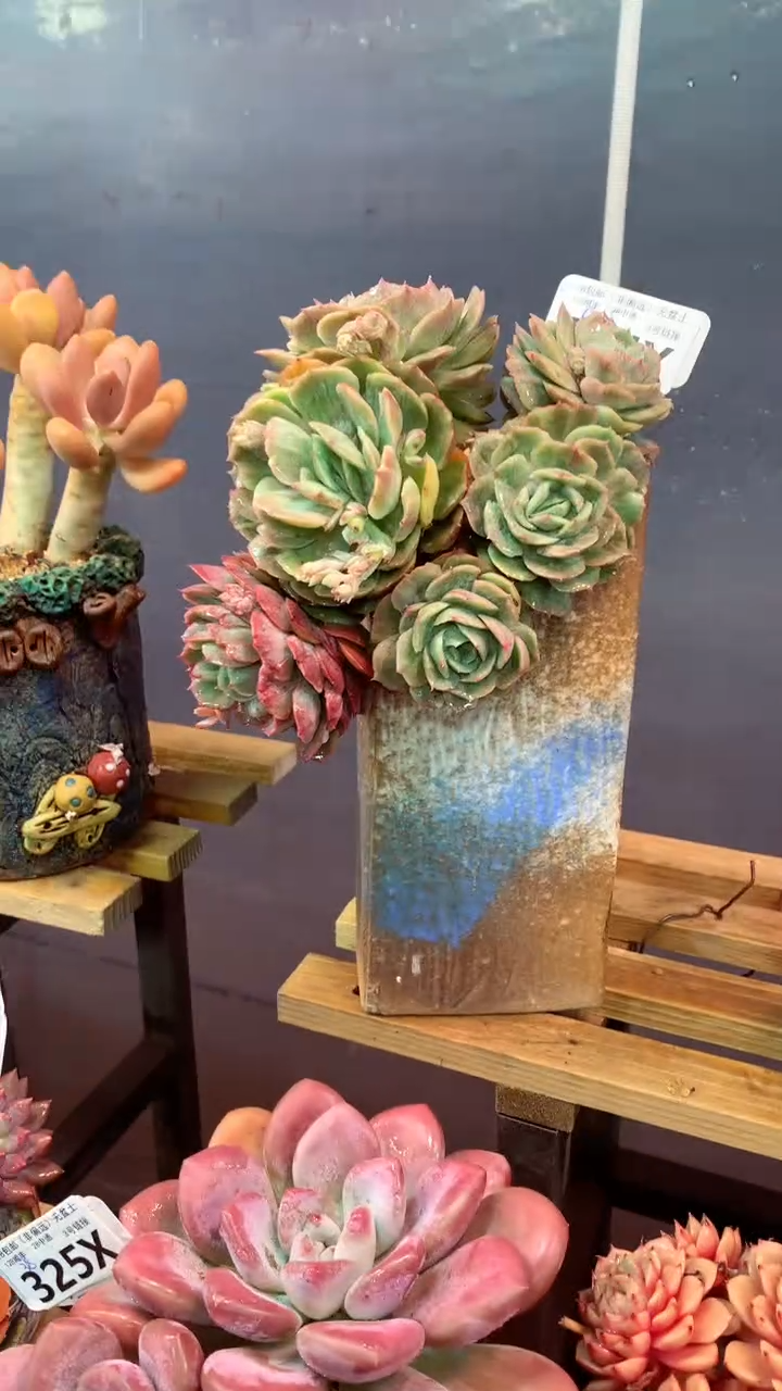 334X（一物一拍，精品多肉，w所见即所得 ）