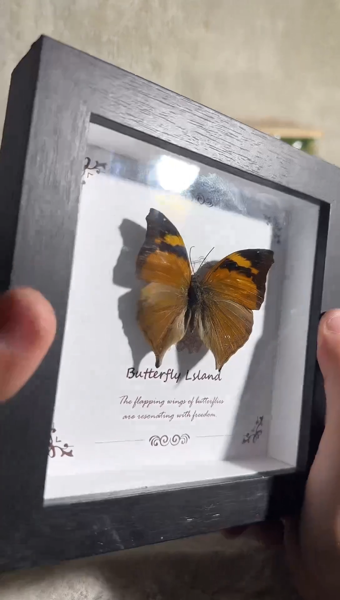 有机玻璃蠹叶蛱蝶5寸