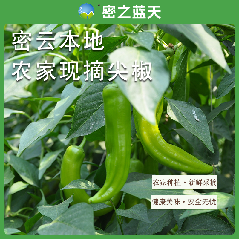 【尖椒】密之蓝天密云本地农家自种微辣青皮尖椒350g辣椒
