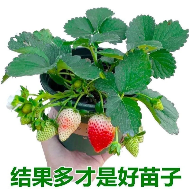 宁玉草莓盆栽带花带果对版苗红草莓阳台庭院种植