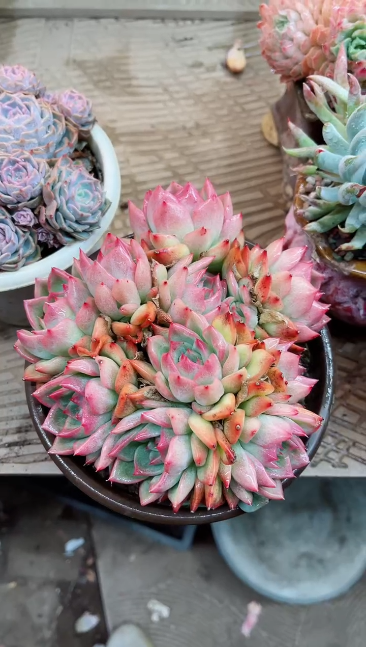 【闪购商品】23010