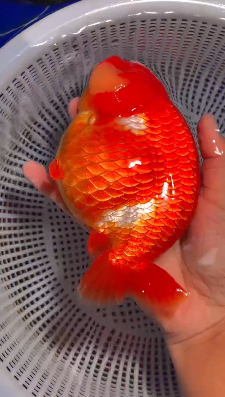 金鱼（运费到付，马印灯下展示）福州追鱼兰寿金鱼