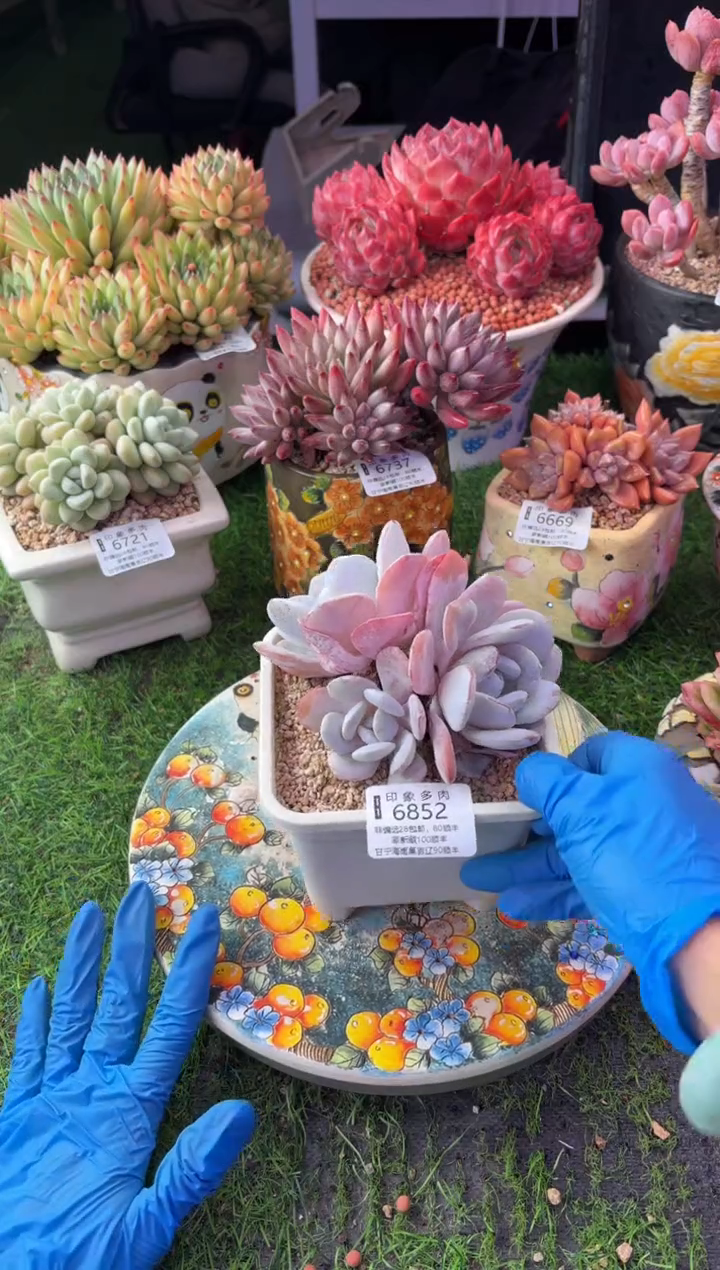 昆明印象多肉6852