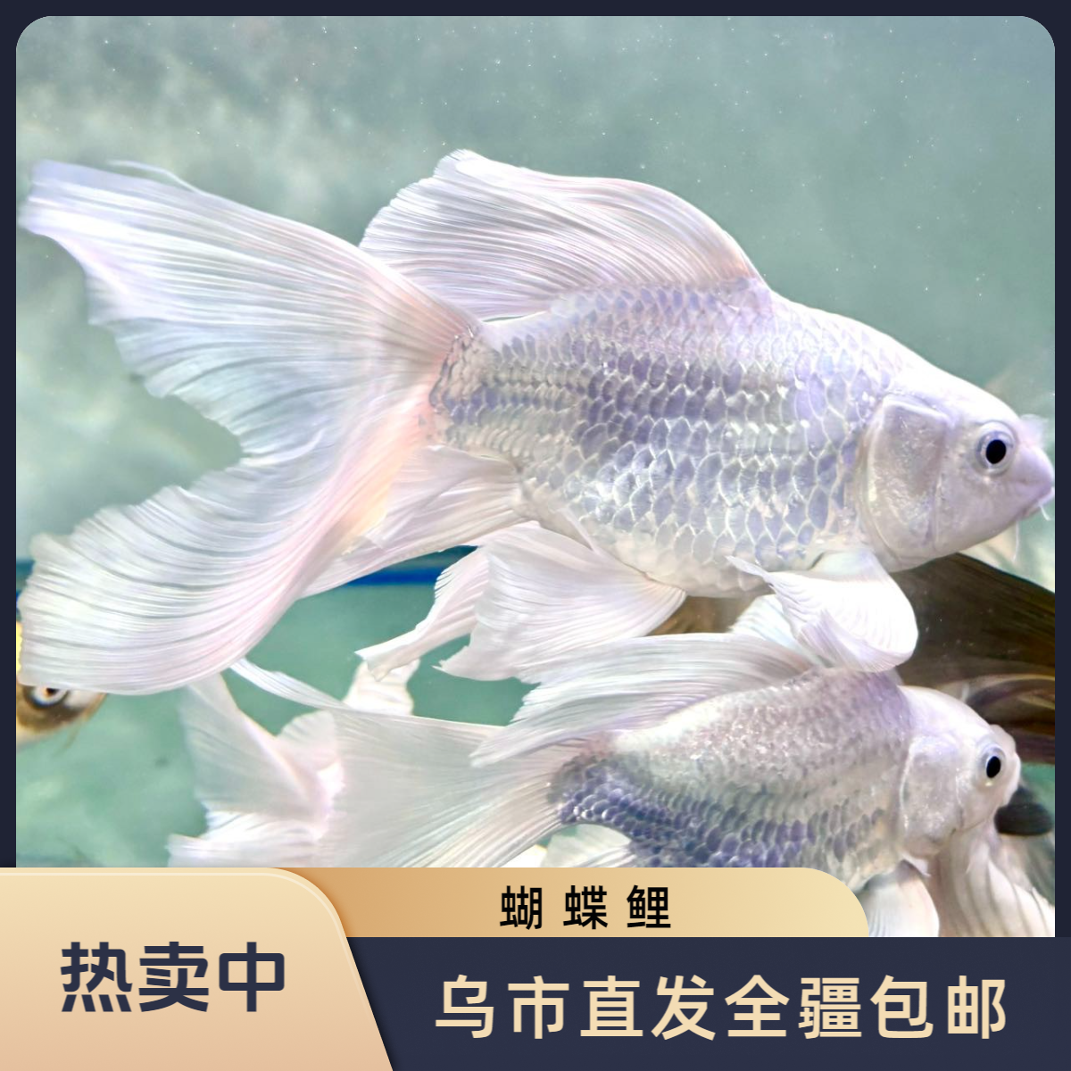 新疆包邮台湾白蝴蝶锦鲤观赏鱼大鳍大尾好养耐活包邮
