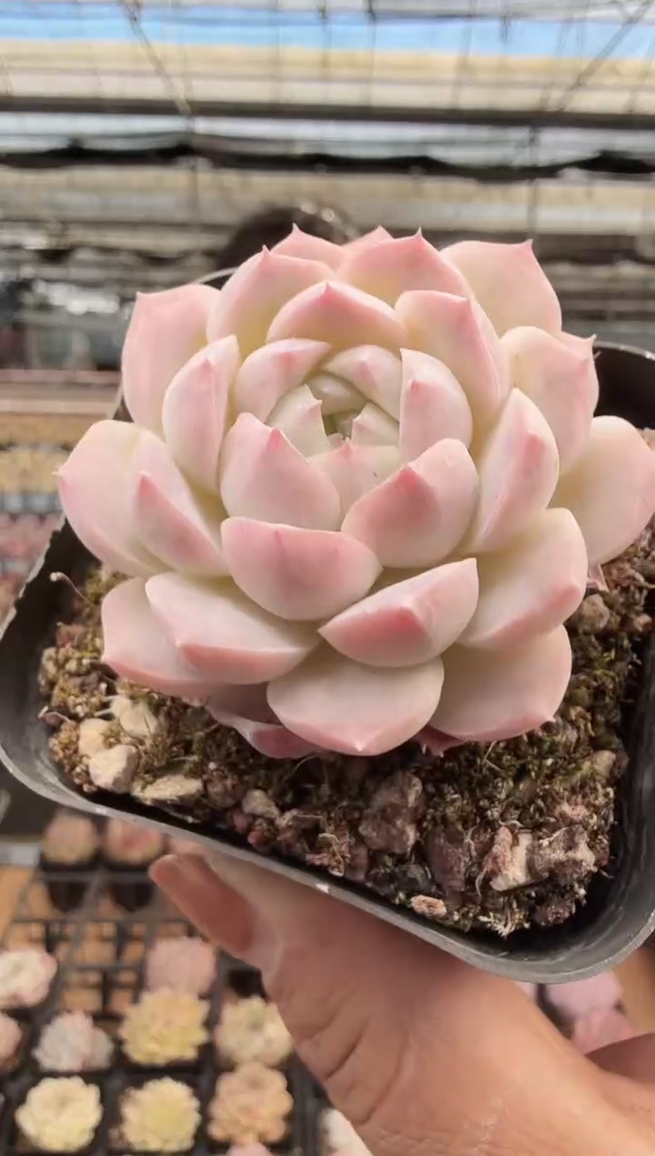 东云多肉园新款-438