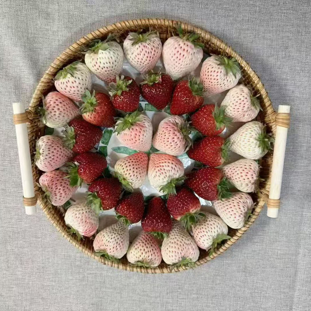 【黑珍珠草莓＋白草莓＋粉玉草莓+红草莓】草莓新鲜现摘草莓现采现摘空包到家辽宁省