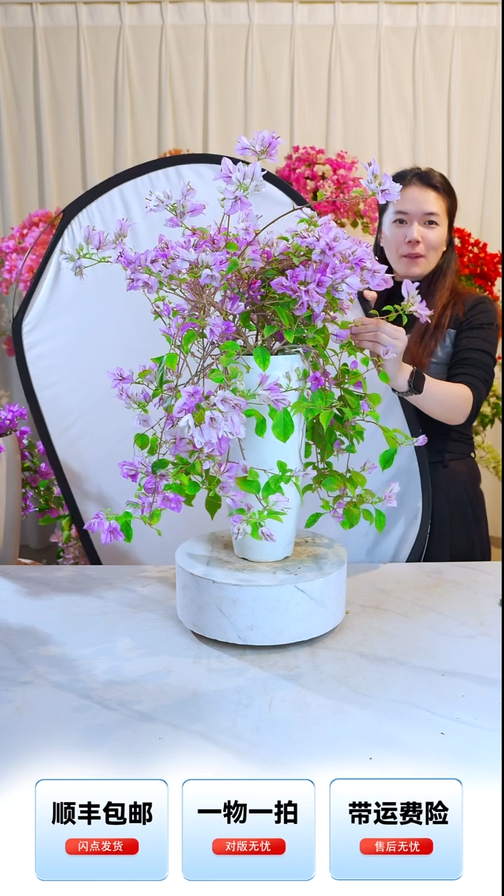 大部分开放少量花苞梦幻雪紫