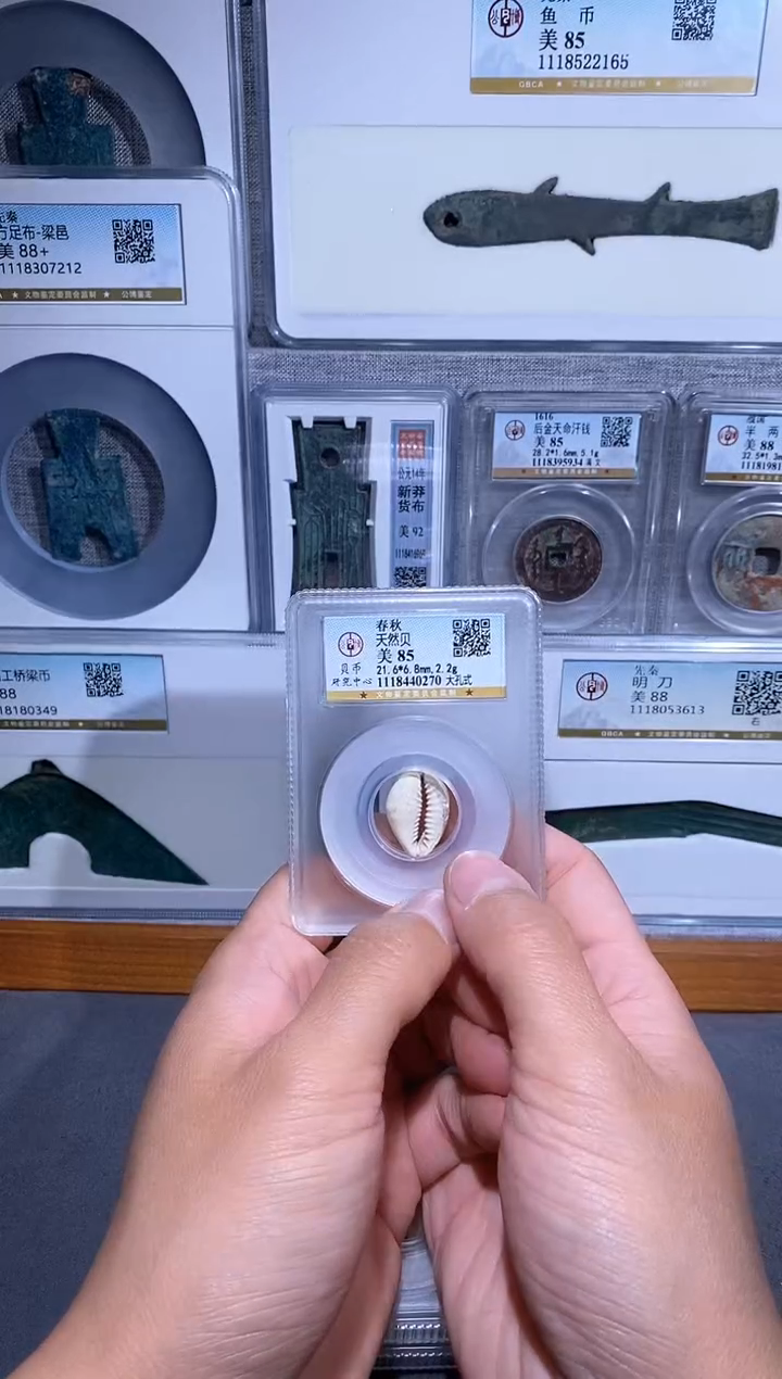 【闪购商品】铜品泉 天然海贝一枚