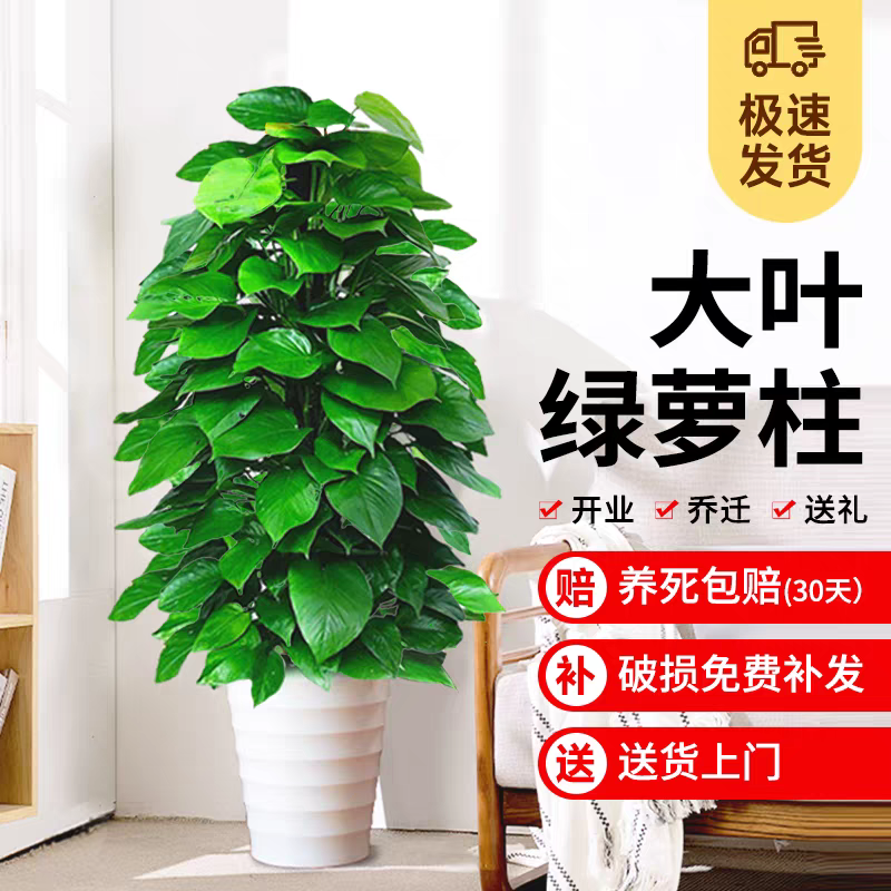 【送货上门】1.3-1.5米绿萝柱室内大叶绿植乔迁开业净化空气除甲醛