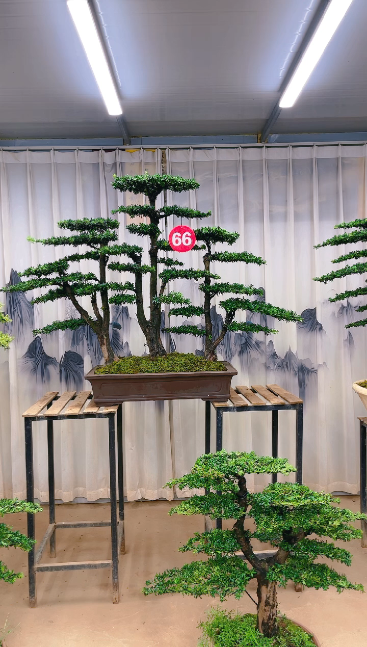 无花朵精品盆景  一物一拍