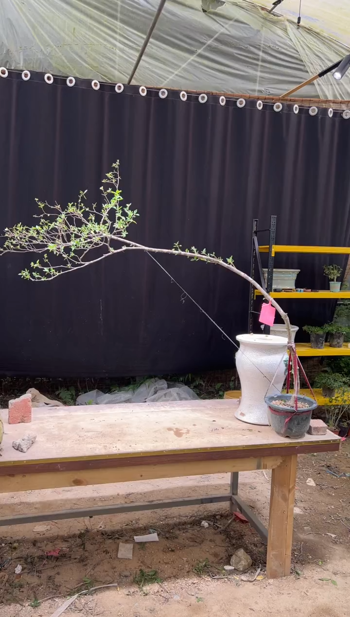 当前无花朵，栽培后可花朵潮****宝海岛栀子花