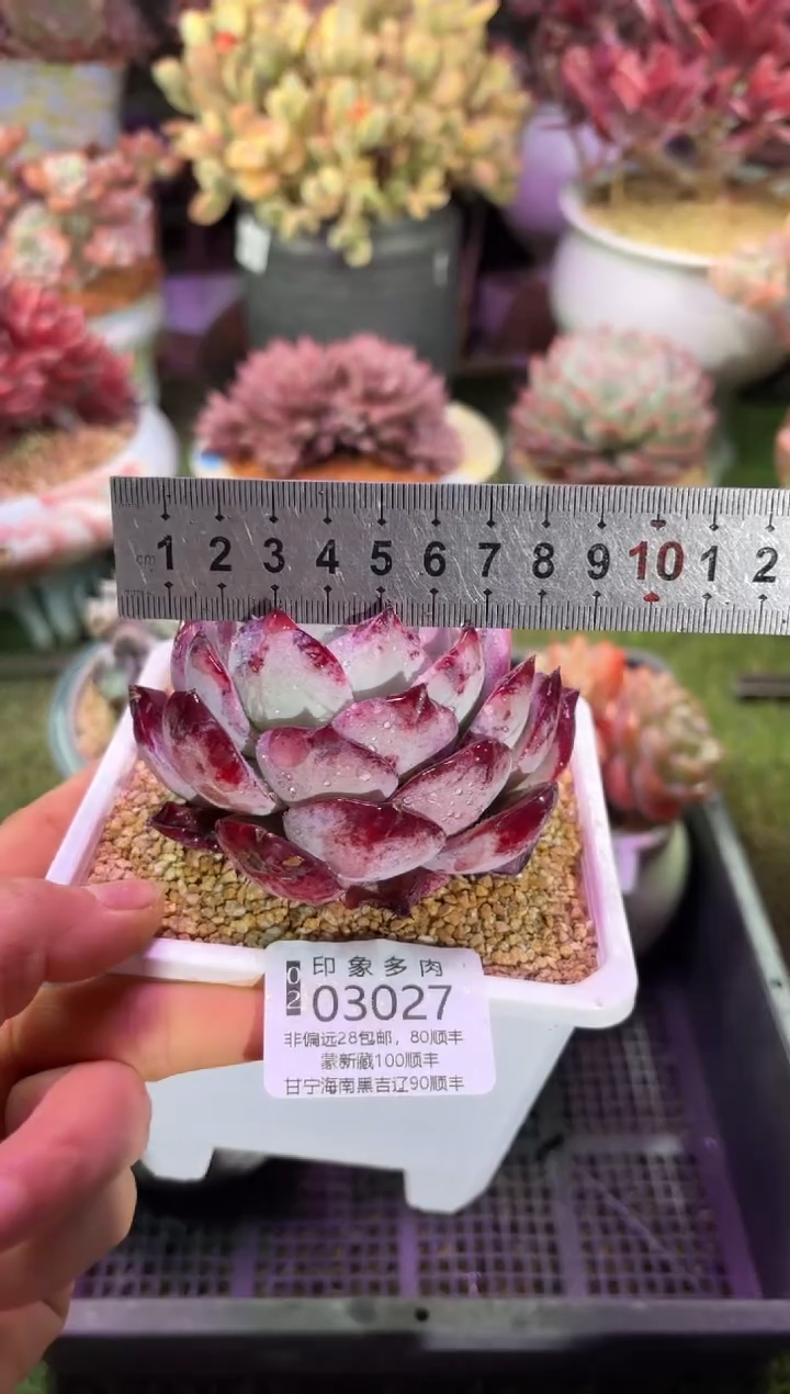 【闪购商品】03027