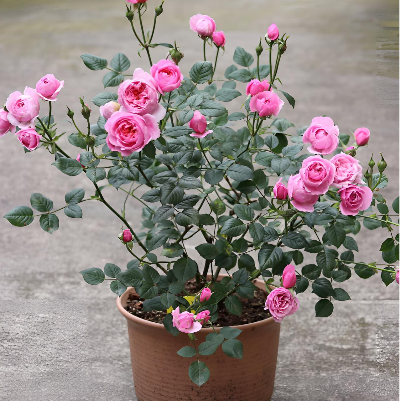 【铃之妖精】灌木月季粉色中型香味多头阳台庭院种植四季开花