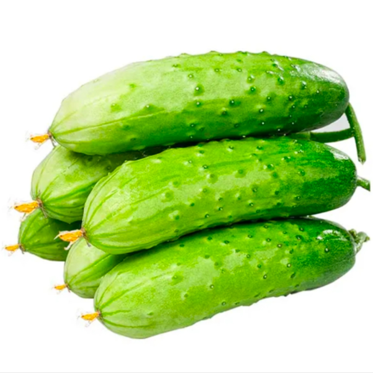 【旱黄瓜】新鲜旱黄瓜550-600g