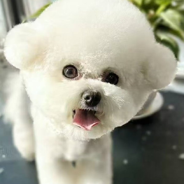 【喜猫喜狗】狗狗活体链接
