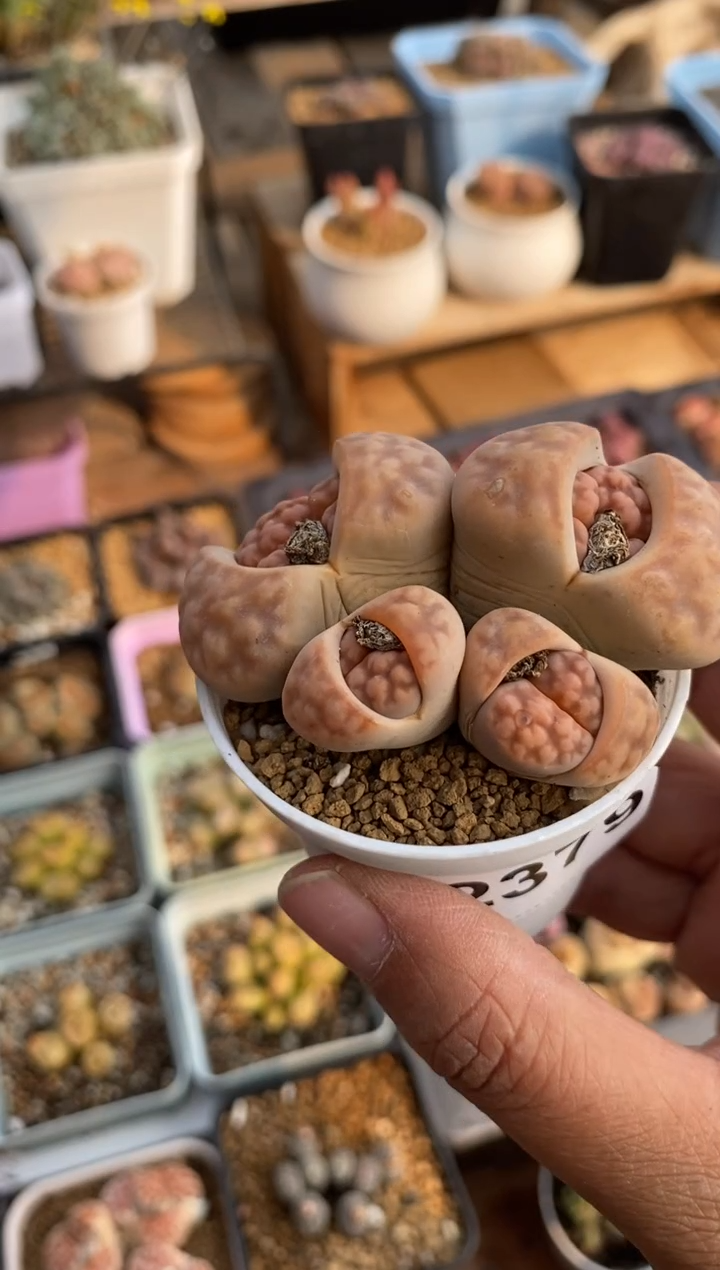 【闪购商品】2379直播一物一拍