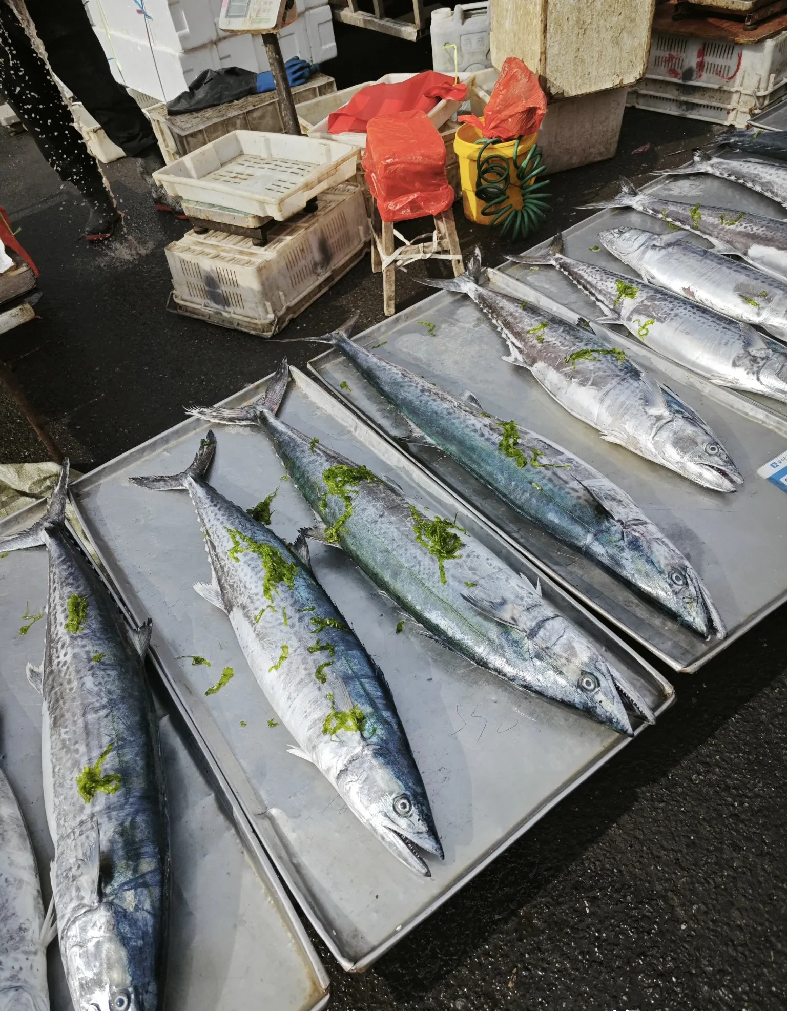 小白丁专属【顺丰4斤包邮】蓝点马鲛鱼燕鲅鲅鱼   1斤左右/条 共4条