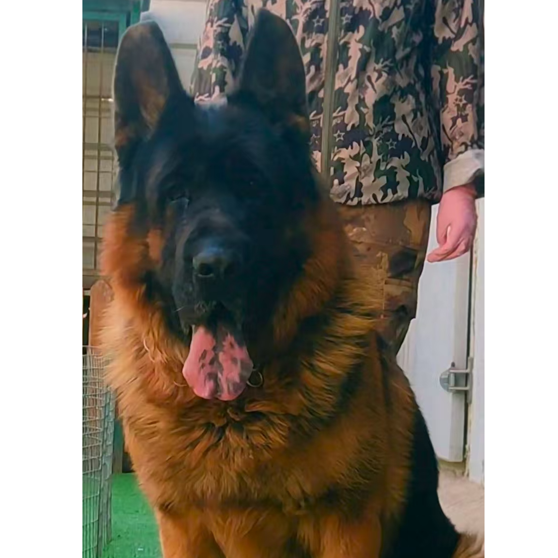 龙腾犬业活体链接