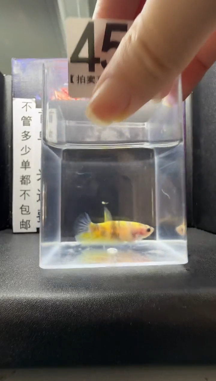 斗鱼母鱼编号：455