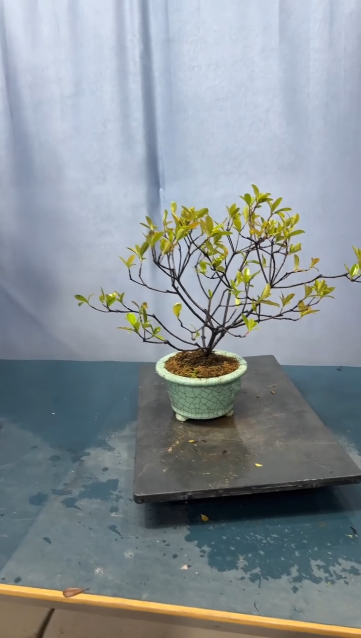 【闪购商品】盆景春花