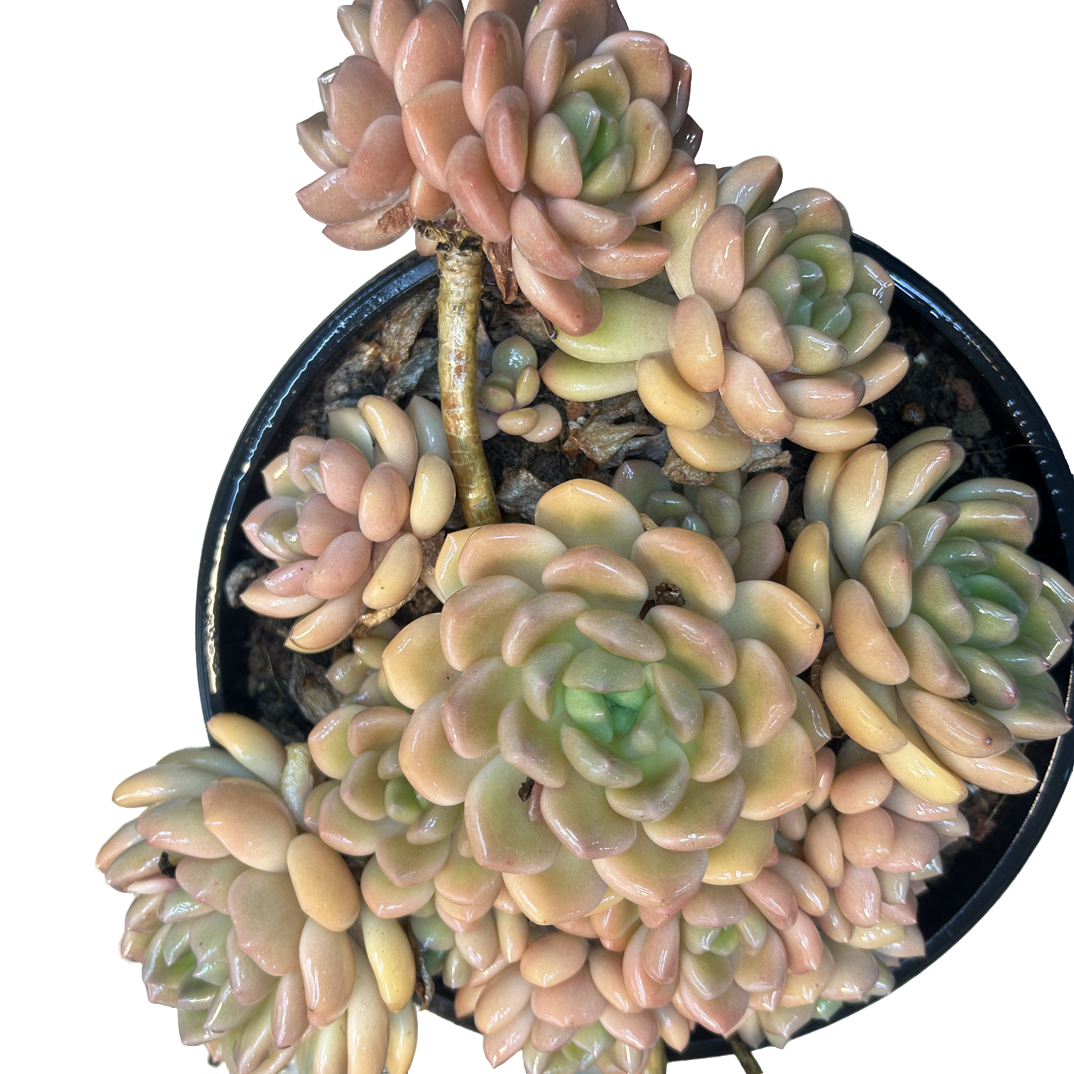 （冰橙）整装老桩飘枝盆栽盆景多肉