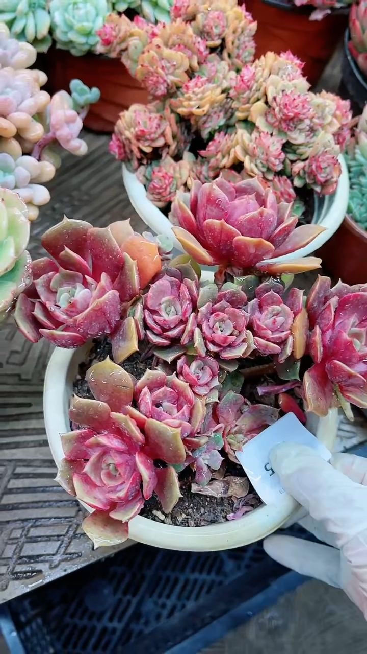 【闪购商品】13025