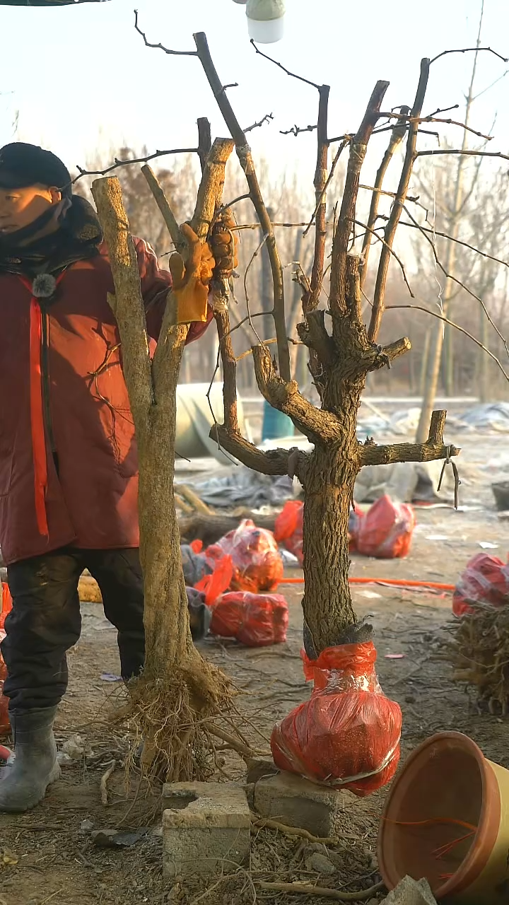 完全开放枣树1067