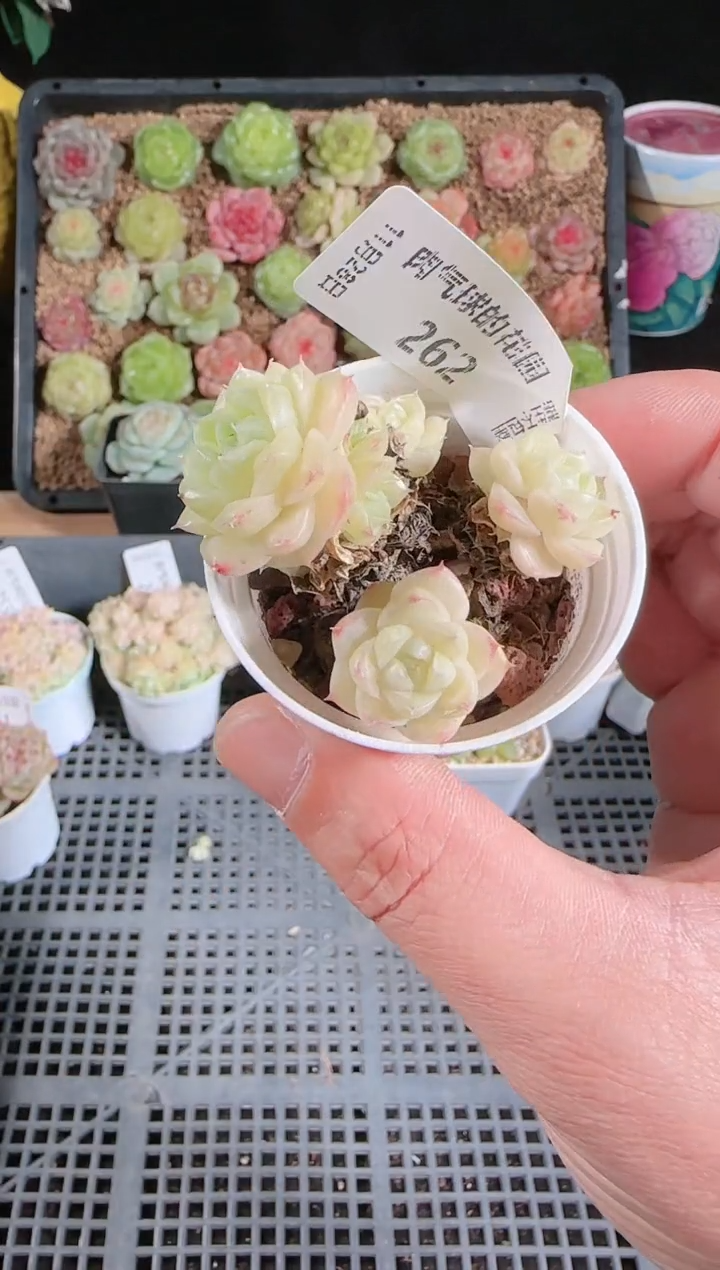 多肉1128-262群生不包整