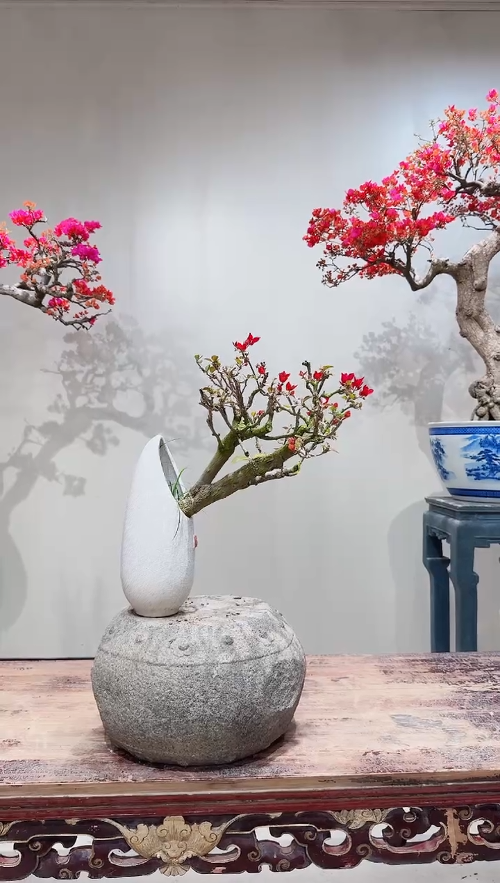 【闪购商品】盆景巴特夫人三角梅