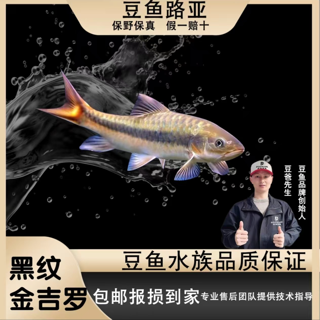 【黑纹金吉罗】新光唇鱼观赏鱼蓝吉罗观赏小鱼包野保真活体黑纹吉罗