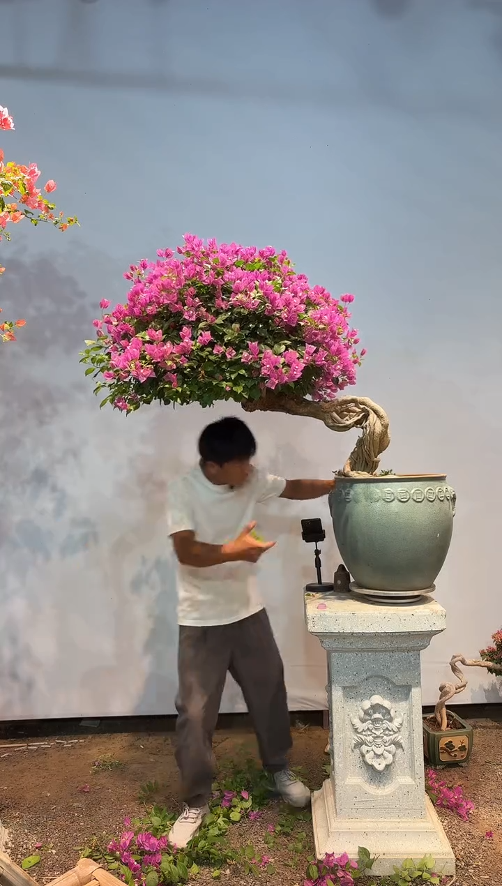 无花朵三角梅专场一物一拍27