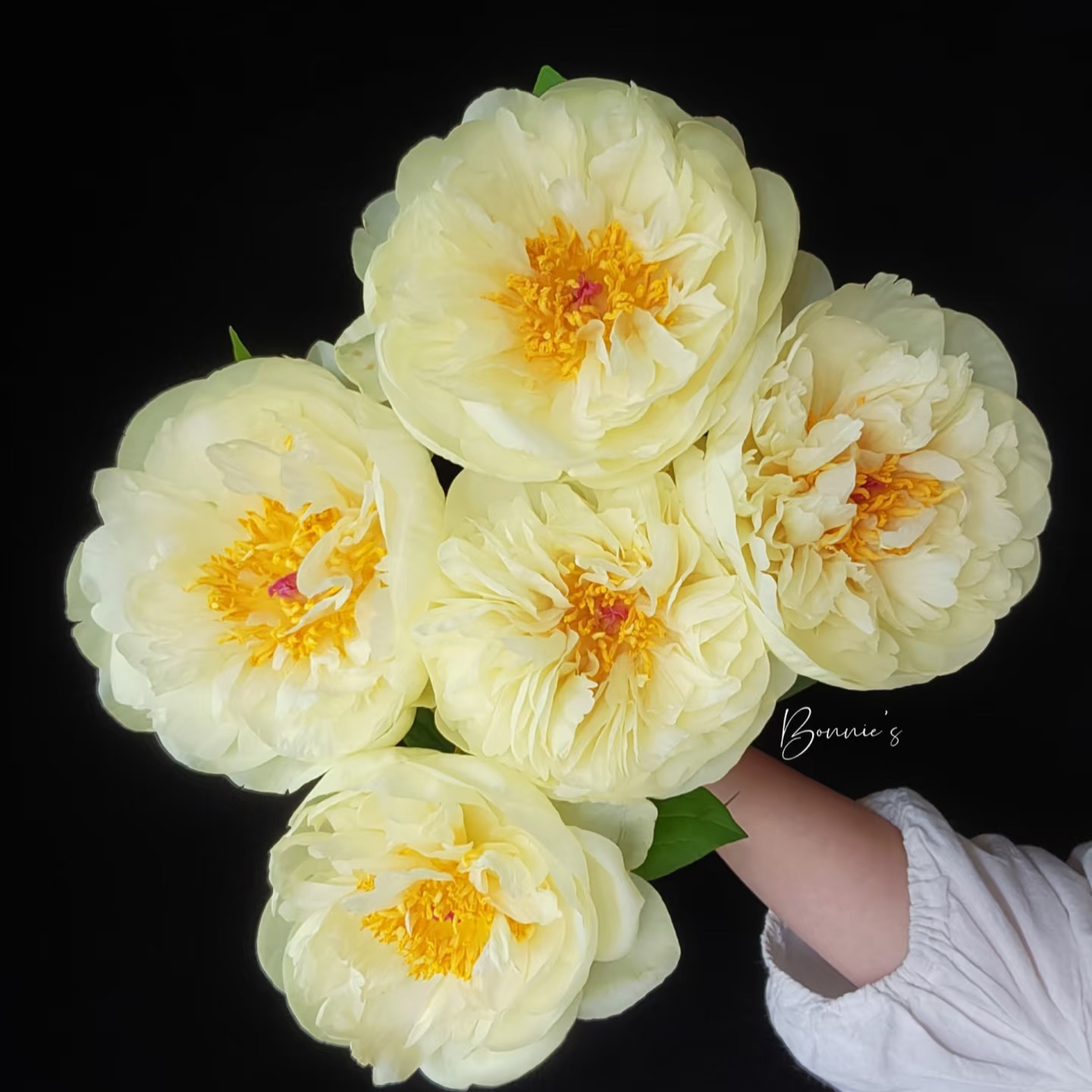 不包邮【柠檬雪纺芍药.】山东直发 | 新鲜采摘