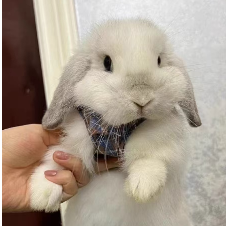 迷你侏儒垂耳兔子不咬人长不大适合家养的活宠物直播间一物一拍