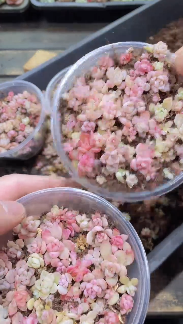 【闪购商品】037播种珍妮量拍1盒