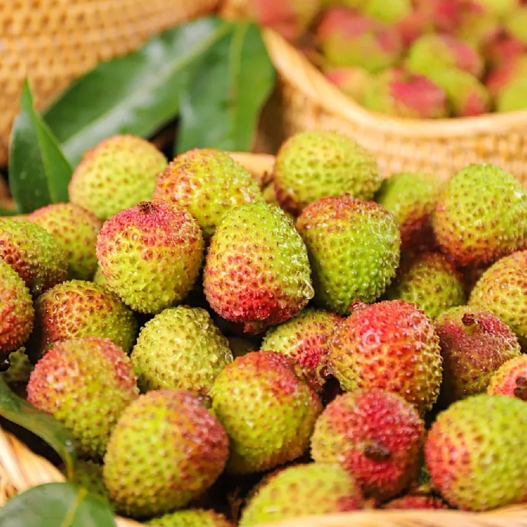 【现货｜明日必达】广东妃子笑荔枝核小肉厚 新鲜荔枝果园现摘 1/3/5斤 单果20g+包邮全国仓发 坏果/不正宗包赔