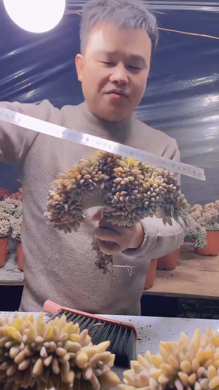 【闪购商品】缀化204