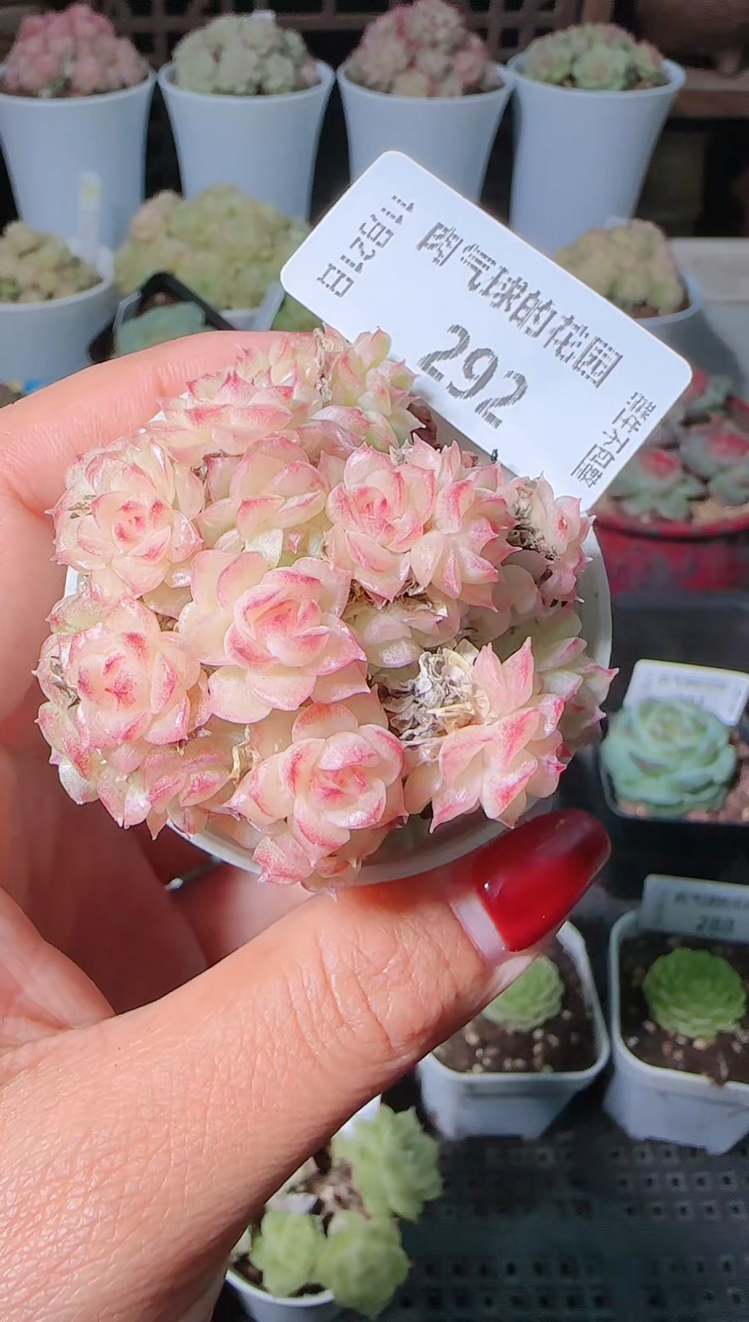 1121-292群生不包整