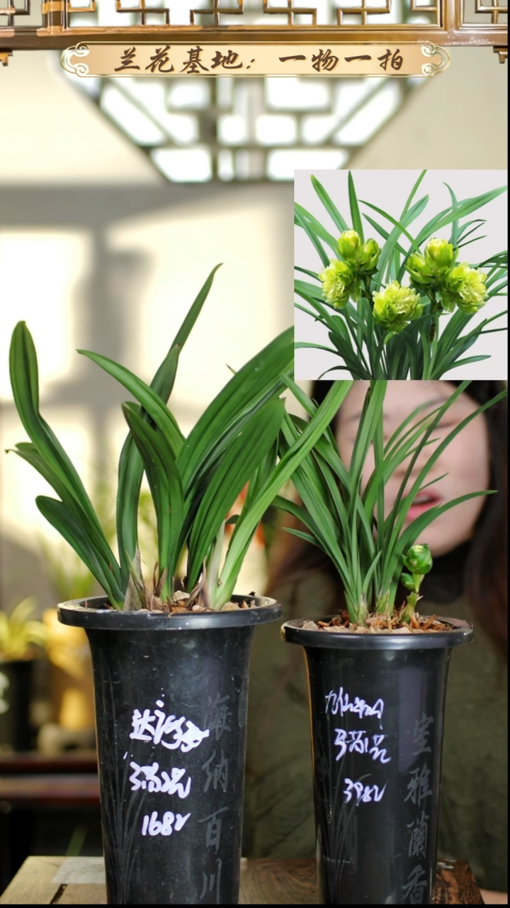 完全开放达摩+九仙牡丹