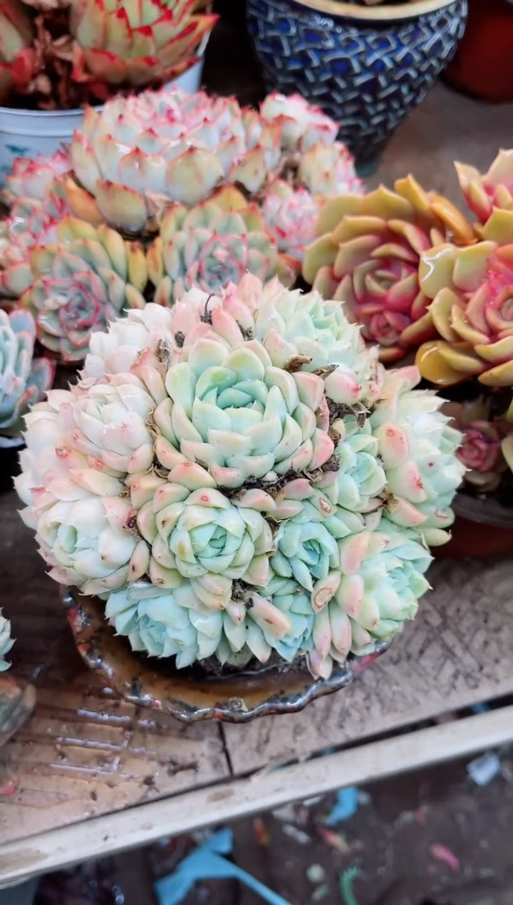 【闪购商品】09036