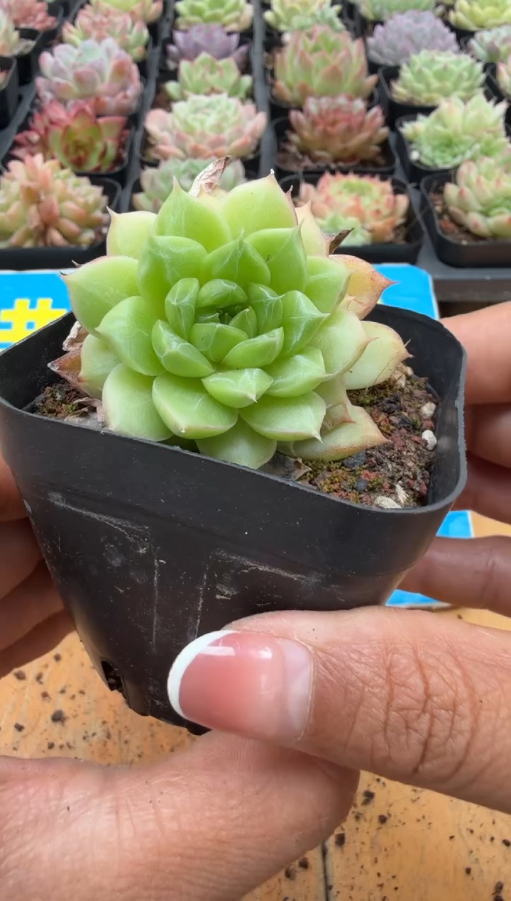 东云多肉二店-104