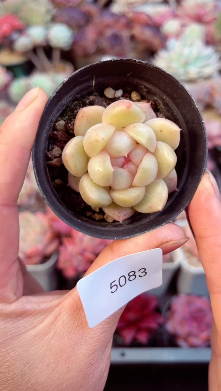 【闪购商品】5083单头多肉