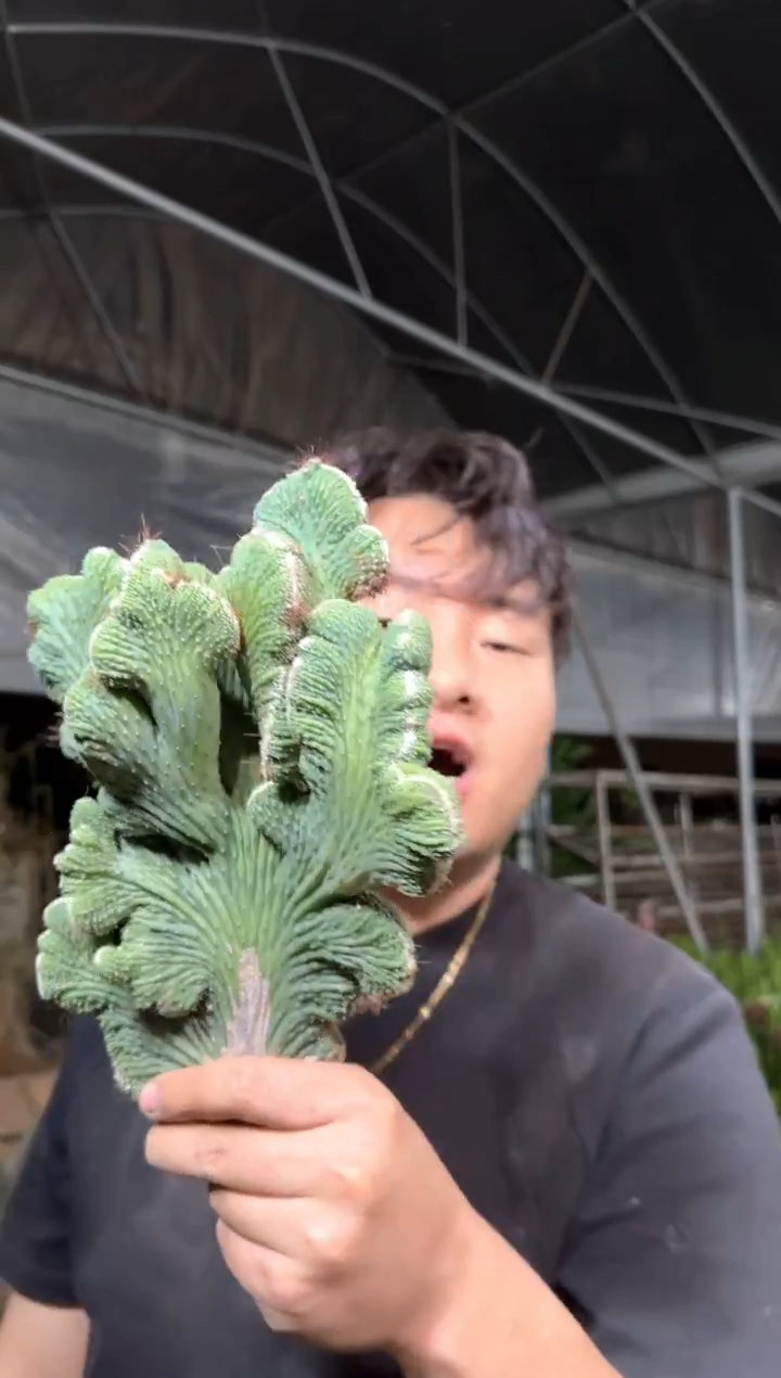 大号 五指山【带根】