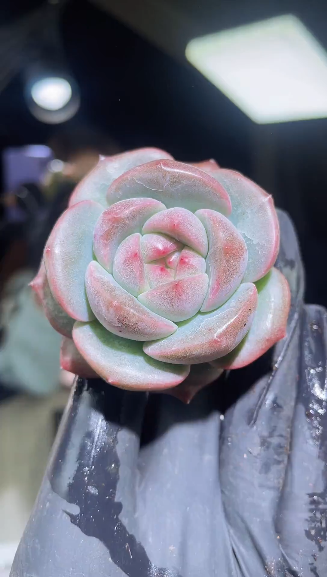 闪购2057  桃翡多肉一颗  5-5.5厘米